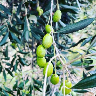 AA_raccolta_olive